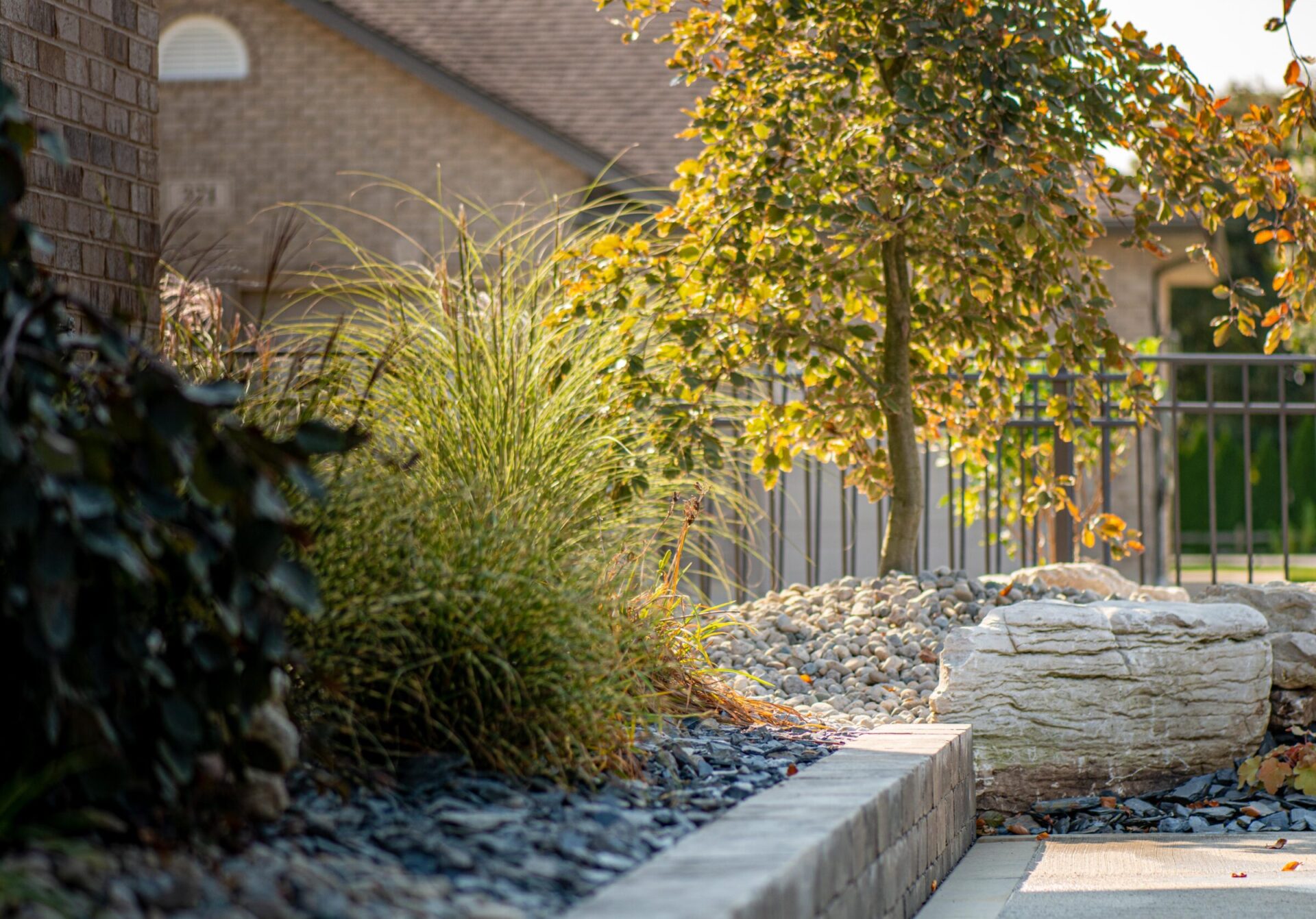 A landscaped garden with ornamental grasses, a tree with autumn leaves, large rocks, and a fence in the background beside a residential building.