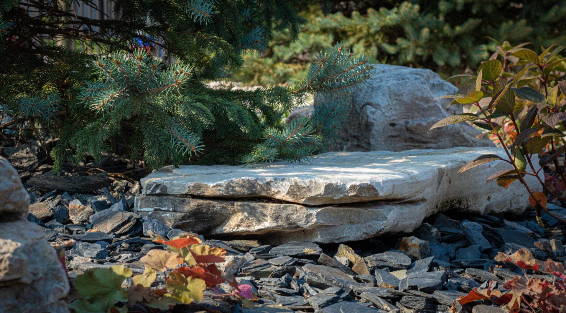 A serene garden scene with large flat stones and shards of slate surrounded by evergreens and plants with colorful autumn leaves. Peaceful, natural outdoor setting.