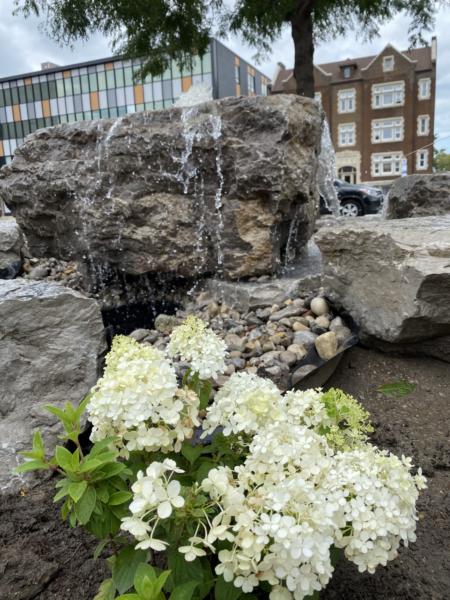 A man-made water feature with water cascading over rocks, surrounded by blooming white hydrangeas, set against an urban backdrop with buildings and a car.