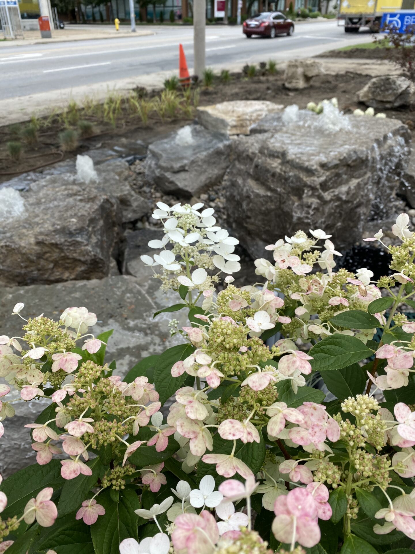 Blooming hydrangeas in the foreground with large rocks and splashing water behind. A street with moving vehicles and a sidewalk is visible in the background.