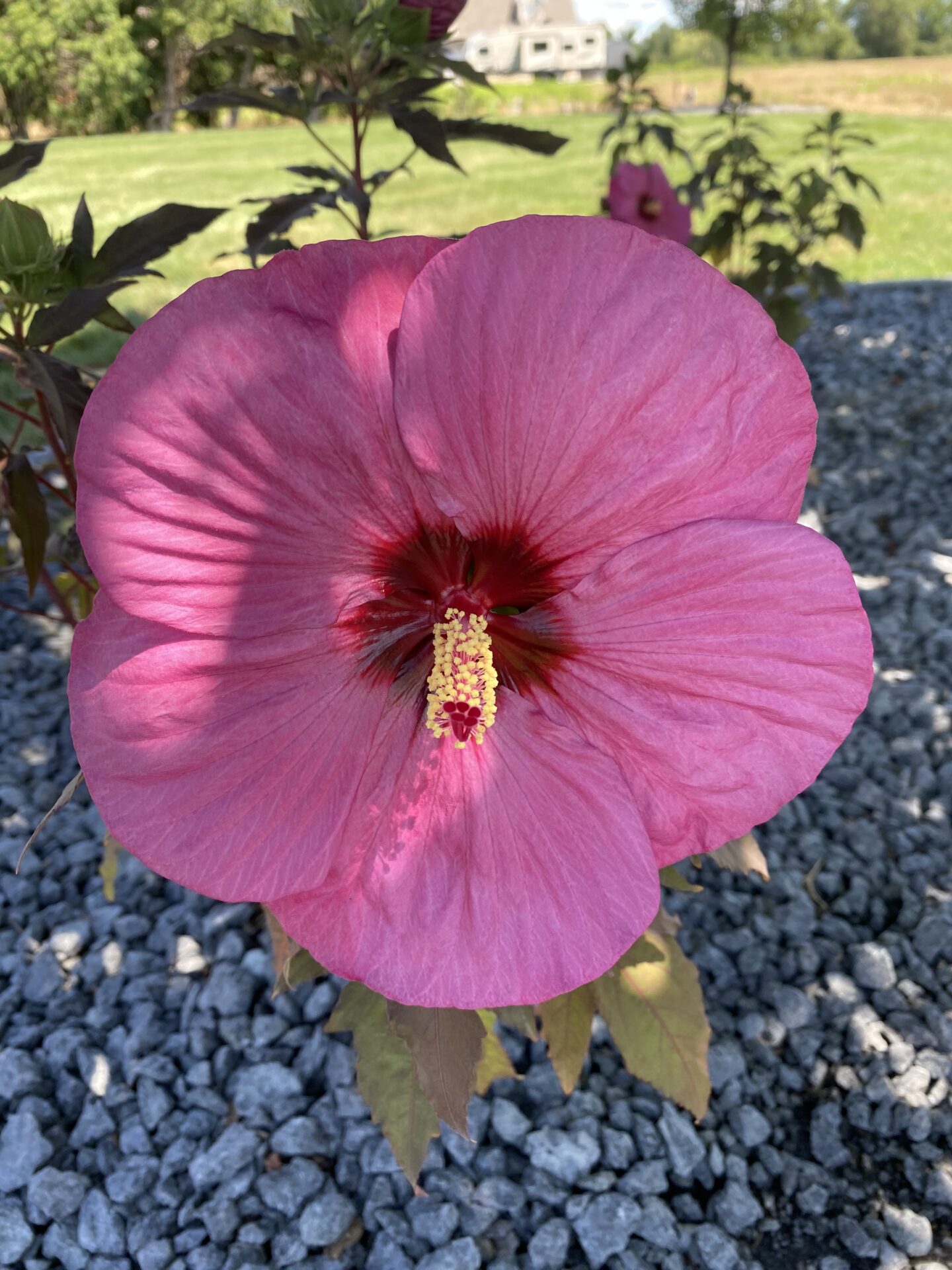 A vibrant pink hibiscus flower with a prominent stamen, set against a background of gray pebbles, with a blurry green landscape and structure beyond.
