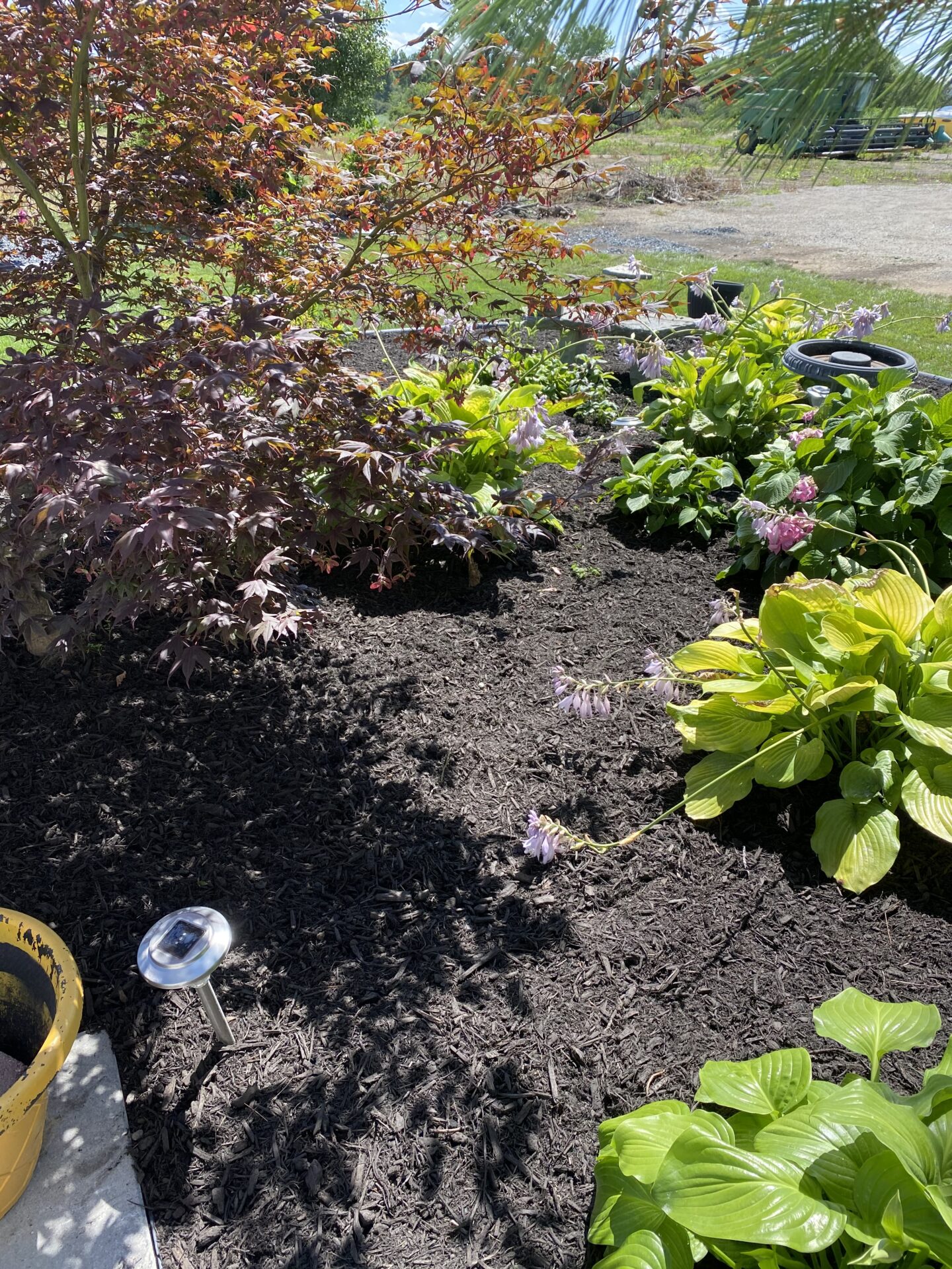 A well-maintained garden with rich, dark mulch, various healthy plants, a solar light, and a container partially visible under bright sunlight.