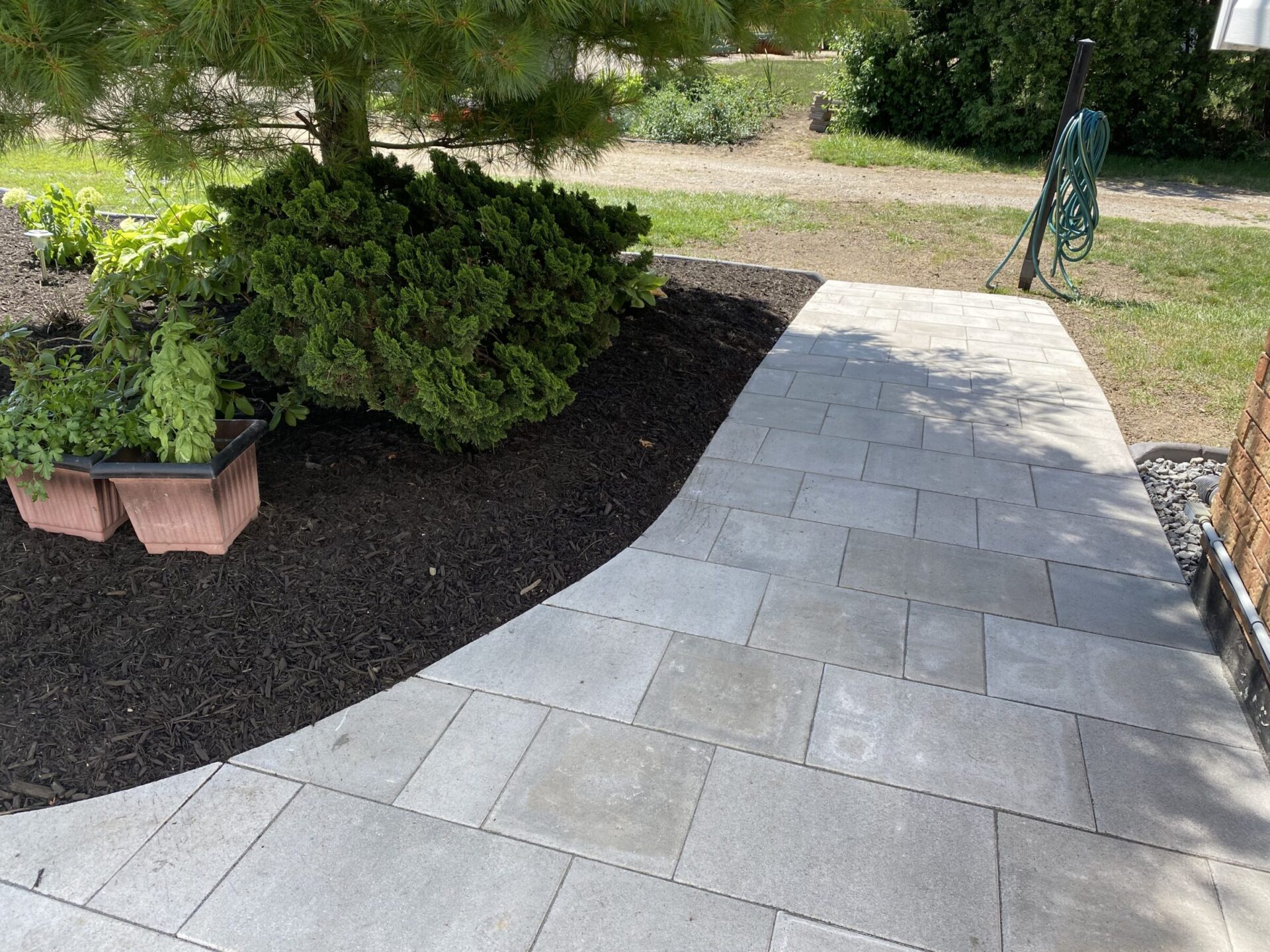 This image shows a neat garden path with large square and rectangular pavers, edged by mulch, shrubs, and a potted basil plant under a tree.
