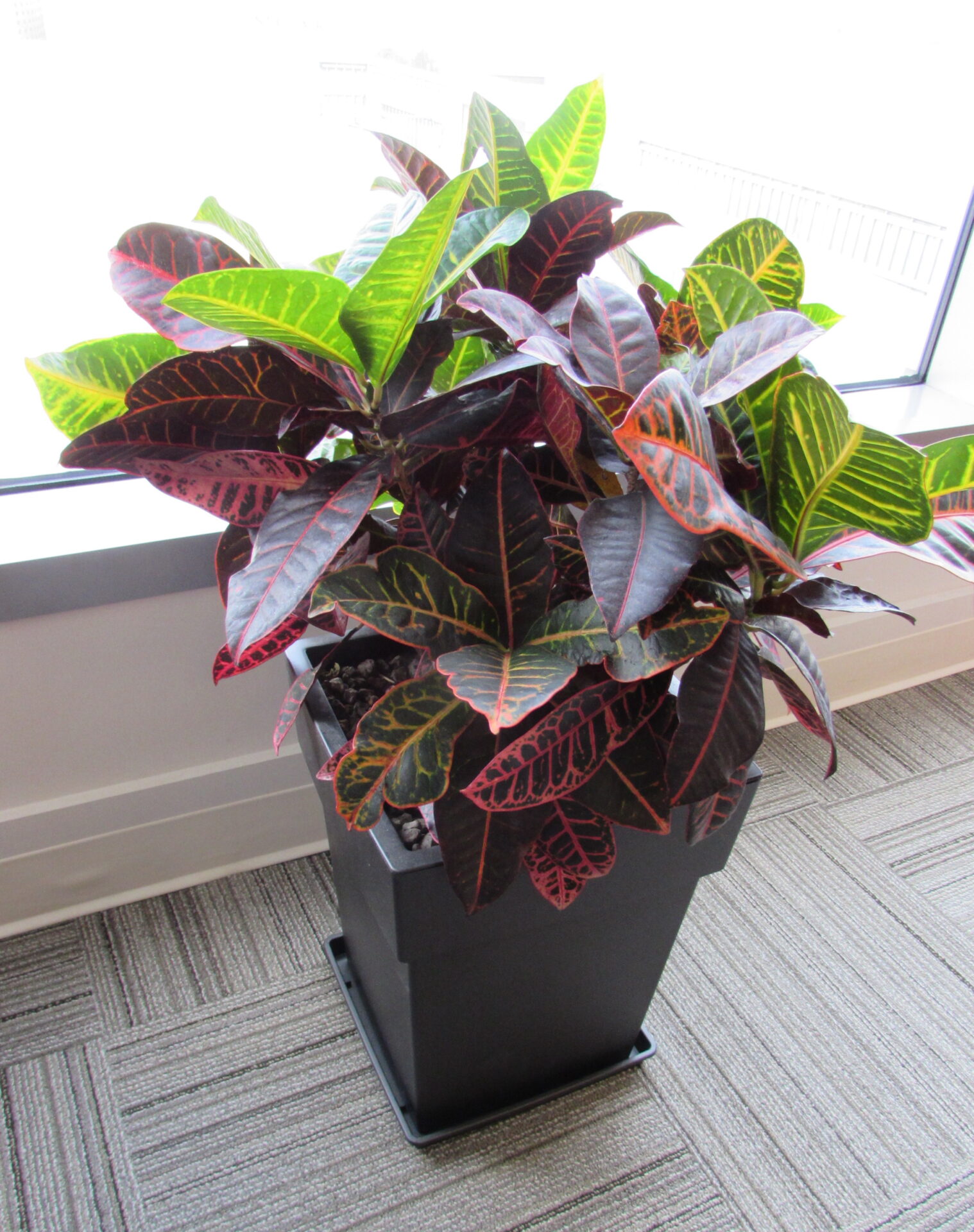 A vibrant potted plant with variegated green and red leaves stands near a window on a patterned carpet floor in an indoor setting.