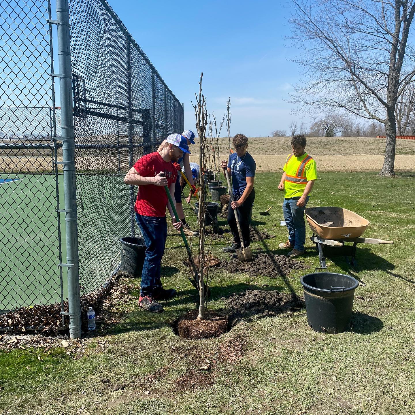 Three people are planting young trees by a fence on a sunny day. They have shovels, a wheelbarrow, and dirt buckets, indicating landscaping work.