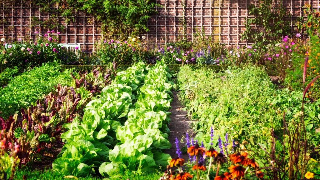 A vibrant vegetable garden with rows of green and red lettuce, various flowers, a path down the middle, and a brick wall background.