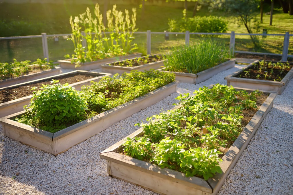This image shows a series of raised garden beds with various herbs and plants bathed in sunlight, surrounded by white gravel and a fenced yard.