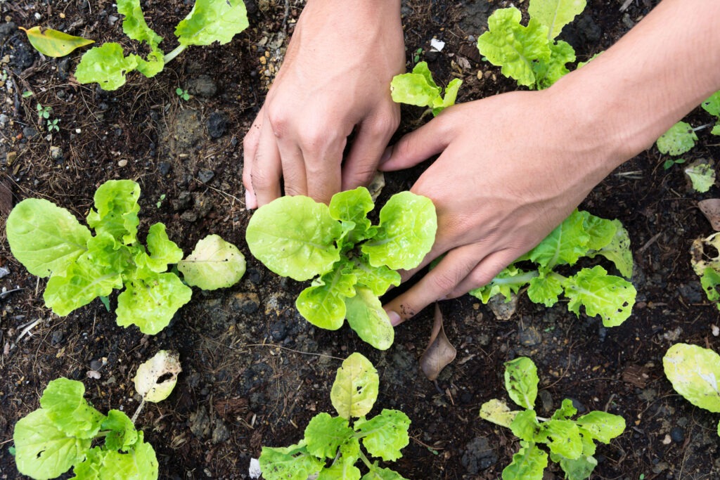 This image depicts a person's hands gently touching young lettuce plants growing in dark, rich soil with visible sprouts and leaves around.