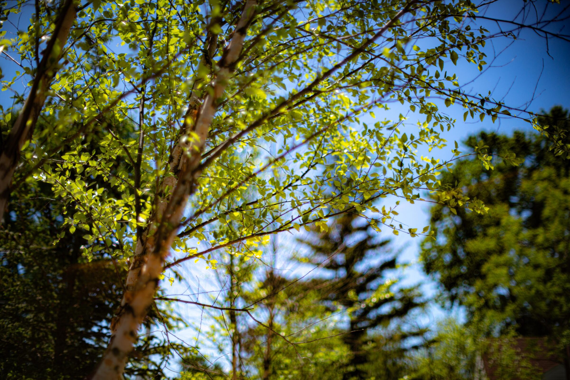 The image captures sunlit green leaves on slender branches against a vivid blue sky, with blurred trees and foliage in the background.