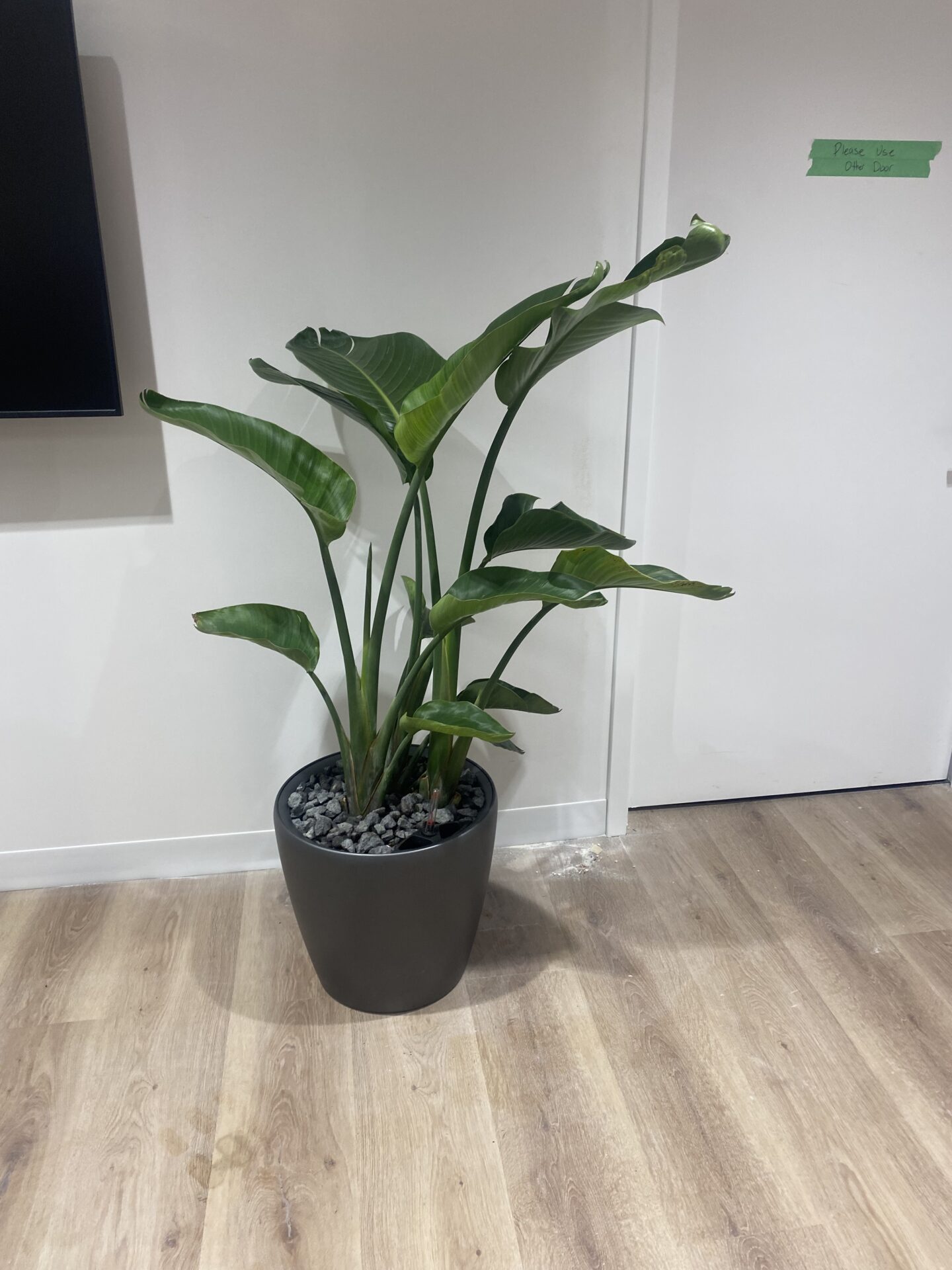 An indoor plant with large green leaves is potted in a dark gray container, set on wooden flooring near a white wall with signage.