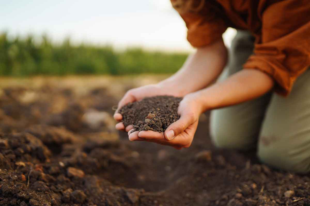 A person considering soil quality for their landscape design in Windsor, ON